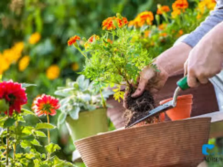 Jardineiro, Jardinagem ou paisagista em SIA – DF 